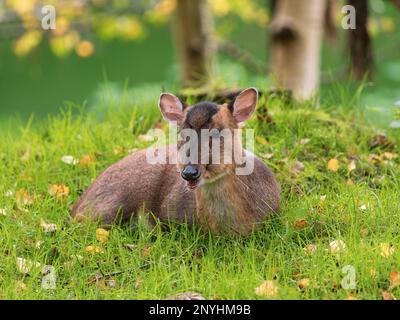 Muntjac Deer Laying Down on Grass Stock Photo