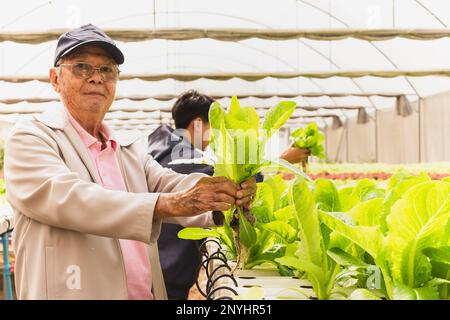 Senior father and son in organic farm in summer. Stock Photo
