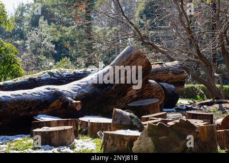 Sawn wood logs lie on the green grass in summer. A sunny summer day. The core of the tree trunk is visible Stock Photo