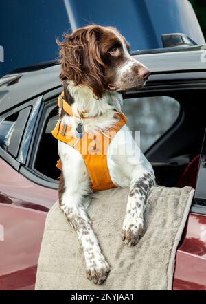 A working cocker spaniel watches events out of a car window at Weardale Show, St John's Chapel, Weardale, County Durham Stock Photo