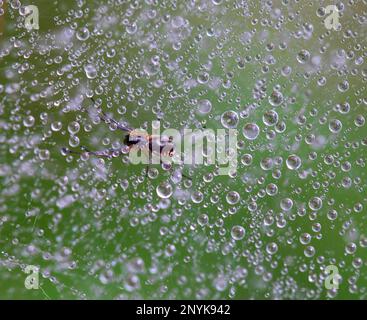 A tiny spider a web surrounded by rain drops Stock Photo