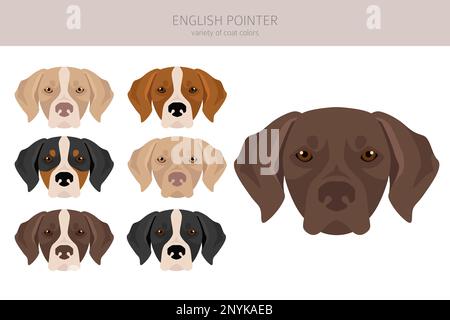 English pointer clipart. Different poses, coat colors set. Vector ...