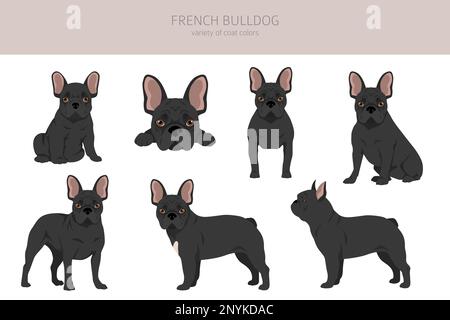 French bulldogs in different poses. Adult and puppy set.  Vector illustration Stock Vector