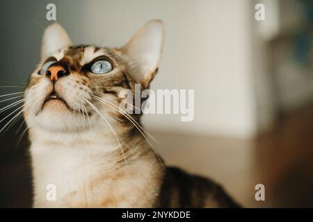 Beautiful stylish Bengal cat. Animal portrait. Playful cat. Bengal cat is lying on the floor. . High quality photo Stock Photo