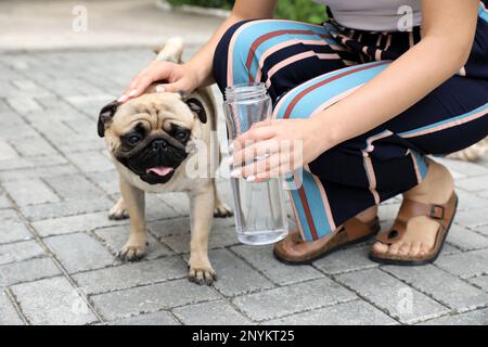 Owner helping her pug dog on street in hot day, closeup. Heat stroke prevention Stock Photo