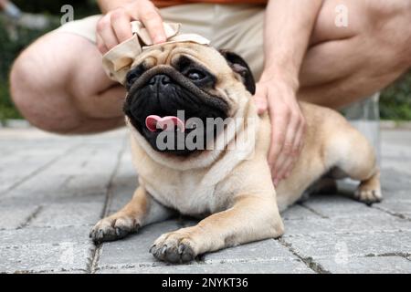 Owner helping his pug dog on street in hot day, closeup. Heat stroke prevention Stock Photo