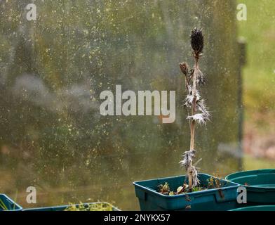 February and last year's Eryngium 'Silver Ghost' serves as a reminder in the unheated greenhouse at 900ft on the North Yorkshire smallholding Stock Photo