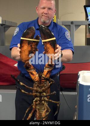 TSA Finds 20-Pound Lobster in Checked Bag