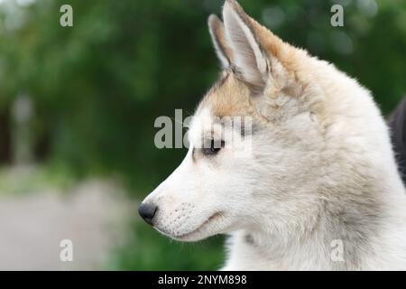 Portrait of purebred Siberian husky puppy outdoor. Adorable young sled dog profile Stock Photo