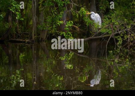 Great Egret (Ardea alba) in swamp, Big Cypress National Preserve, Florida Stock Photo