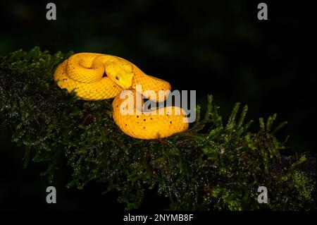 Eyelash pit viper (Bothriechis schlegelii) with yellow coloration, coiled on branch, Costa Rica. Stock Photo