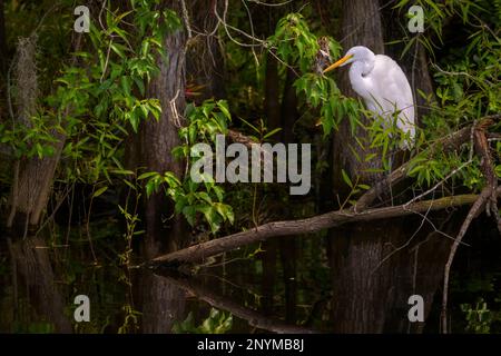 Great Egret (Ardea alba) in swamp, Big Cypress National Preserve, Florida Stock Photo