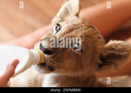 Lion cub drinking milk from a bottle. Close up portrait of wild animal being fed Stock Photo