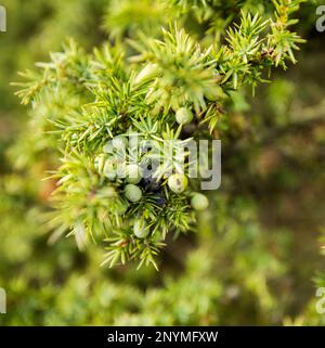 Juniper berries ripening near High Force, River tees, County Durham Stock Photo