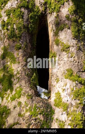 A tree hollow in an old, moss-covered tree trunk located in a large forest, close, in the background. Snow is visible at the bottom of the hollow, ear Stock Photo