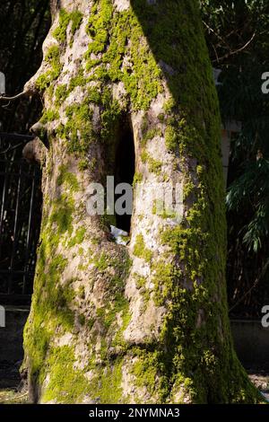 A tree hollow in an old, moss-covered tree trunk located in a large forest, close, in the background. Snow is visible at the bottom of the hollow, ear Stock Photo