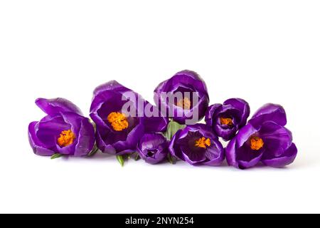 crocus flowers on white background - fresh spring flowers Stock Photo