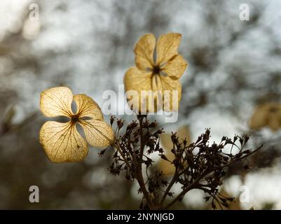 dried hydrangea petals in garden Stock Photo