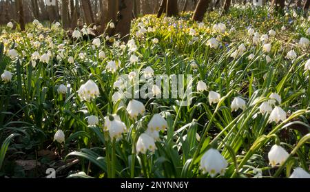 Spring meadow of snowdrops in the forest in the morning sun. many white snowdrops in the meadow. Leucojum's whiteflower blooms in early spring. The pu Stock Photo