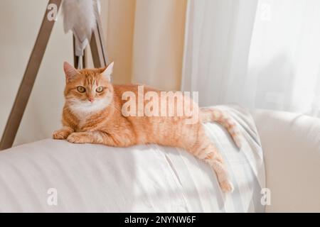 cute orange cat lying at sofa. lazy ginger tabby cat is lying on a sofa at home. sunny room Stock Photo