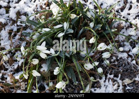 Light snow and frost covering snowdrop flowers in a garden in winter in Eugene, Oregon. Stock Photo