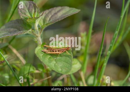 meadow grasshopper, chorthippus parallelus, insect on a green leaf close up in the summer in britain Stock Photo