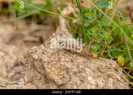 meadow grasshopper, chorthippus parallelus, insect on dry grass,  close up in the summer in britain Stock Photo