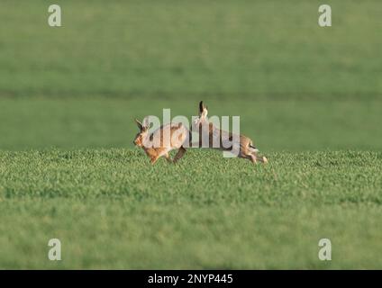Mad March Hares. Brown Hares ( Lepus europaeus) exhibiting boxing and courtship behaviour in the arable fields of Suffolk.  UK. Stock Photo