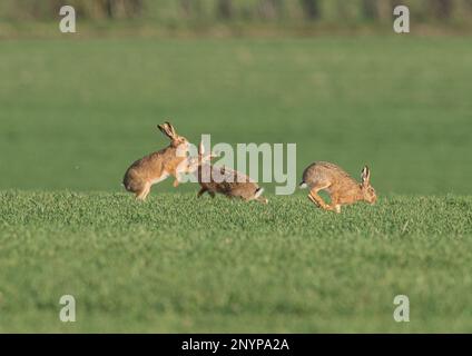 Three Wild Brown Hares chasing each other in a courtship battle across the farmers field. Suffolk, UK Stock Photo