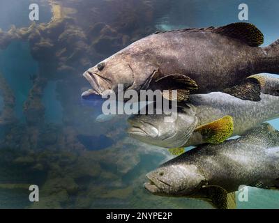 Close up Three of Giant Grouper swimming in the tank at Phuket Aquarium Thailand, underwater, fishes Stock Photo