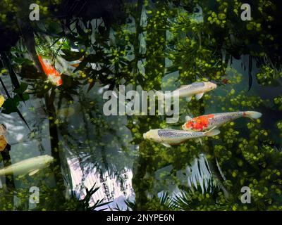 High angle view, Colorful Koi Carp fish, Japanese carp fishes, swimming in the pond with underwater plants and beautiful water reflection, mirror refl Stock Photo