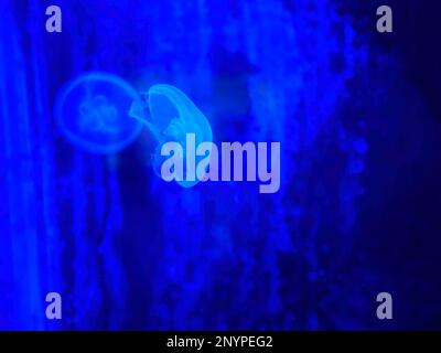 Small moon jellyfishes illuminated with neon glow lights in blue, swimming in water, Phuket aquarium Stock Photo