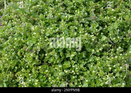 In the spring, Stellaria media grows in the wild Stock Photo