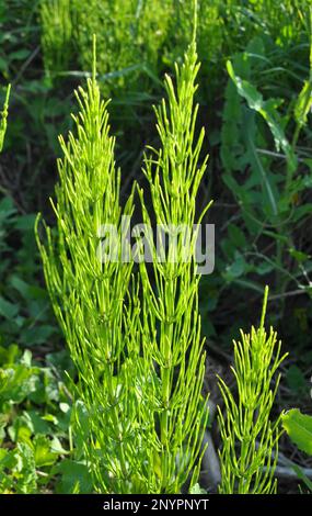 Horsetail field (Equisetum arvense) grows in the wild. Stock Photo