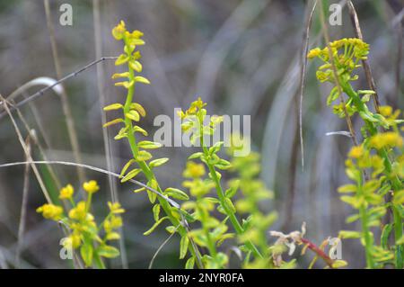 In the wild, cypress milkweed infected with the fungus Uromyces pisi-sativi Stock Photo