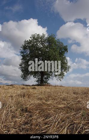 Large isolated oak tree (scientific name Quercus) in the Molise countryside Stock Photo