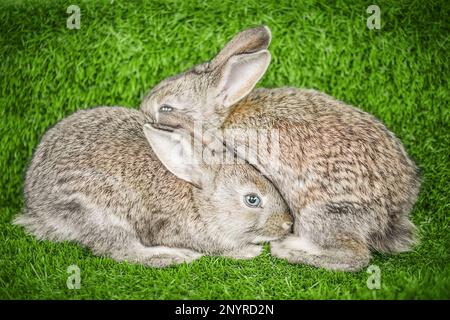 Two rabbits resting on a green grass nature background. Stock Photo