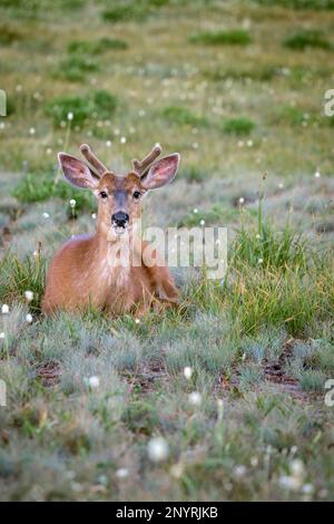 WA20995-00....WASHINGTON - Black tail deer at Hurricane Ridge in Olympic National Park. Stock Photo