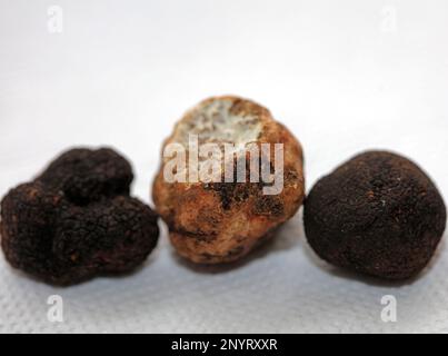 White and black truffles mushroom close up background botanical prints tuber magnatum aestivum family tuberaceae big size high quality pictures Stock Photo