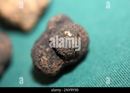 White and black truffles mushroom close up background botanical prints tuber magnatum aestivum family tuberaceae big size high quality pictures Stock Photo