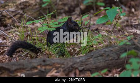 Eastern gray squirrel (black morph) in northern Wisconsin. Stock Photo