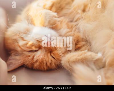 Cute ginger cat sleeps on beige cloth. Fluffy domestic animal has a nap on sunlight. Cozy home lit with sunlight. Stock Photo