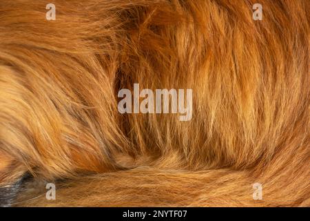 natural red hair of an animal in the background Stock Photo