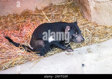 Tasmanian devil, Sarcophilus harrisii, funny animal Stock Photo