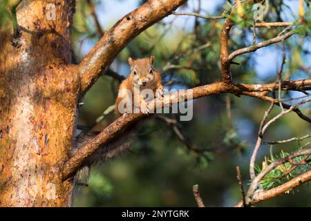 Eichhörnchen, Europäisches Eichhörnchen, Eurasisches Eichhörnchen, Sciurus vulgaris, European red squirrel, red squirrel,  L'écureuil d'Eurasie, écure Stock Photo