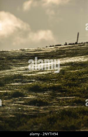 Sheep grazing on green fields with silver spider webs in low sunlight, with stone walls and defensive ditches of Epiacum Roman Fort in foreground Stock Photo
