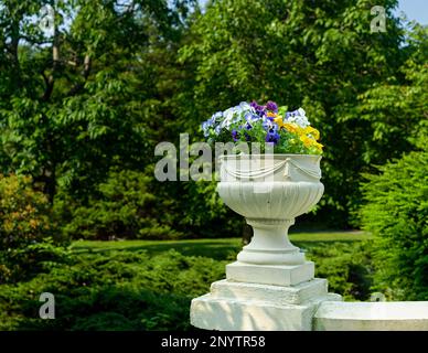 Pansies growing in a formal pedestal planter. Stock Photo