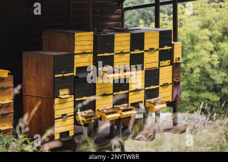 Apiary during the springtime, the activity of bees in front of the beehive entrance, flying and hovering around the hive Stock Photo