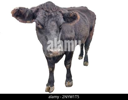 Black angus cow isolated on white background Stock Photo