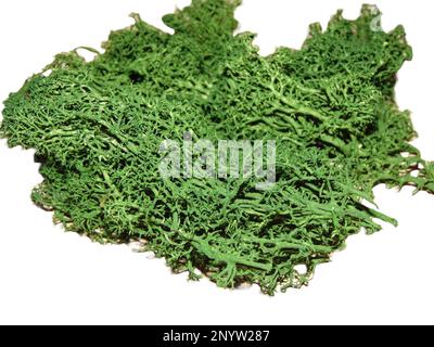 Lichen texture on a wooden background. Macro lichen isolated on white Stock Photo
